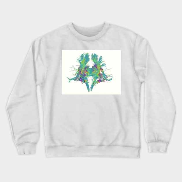 White matter fibres of the human brain (F010/8238) Crewneck Sweatshirt by SciencePhoto